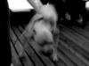 ghost dog